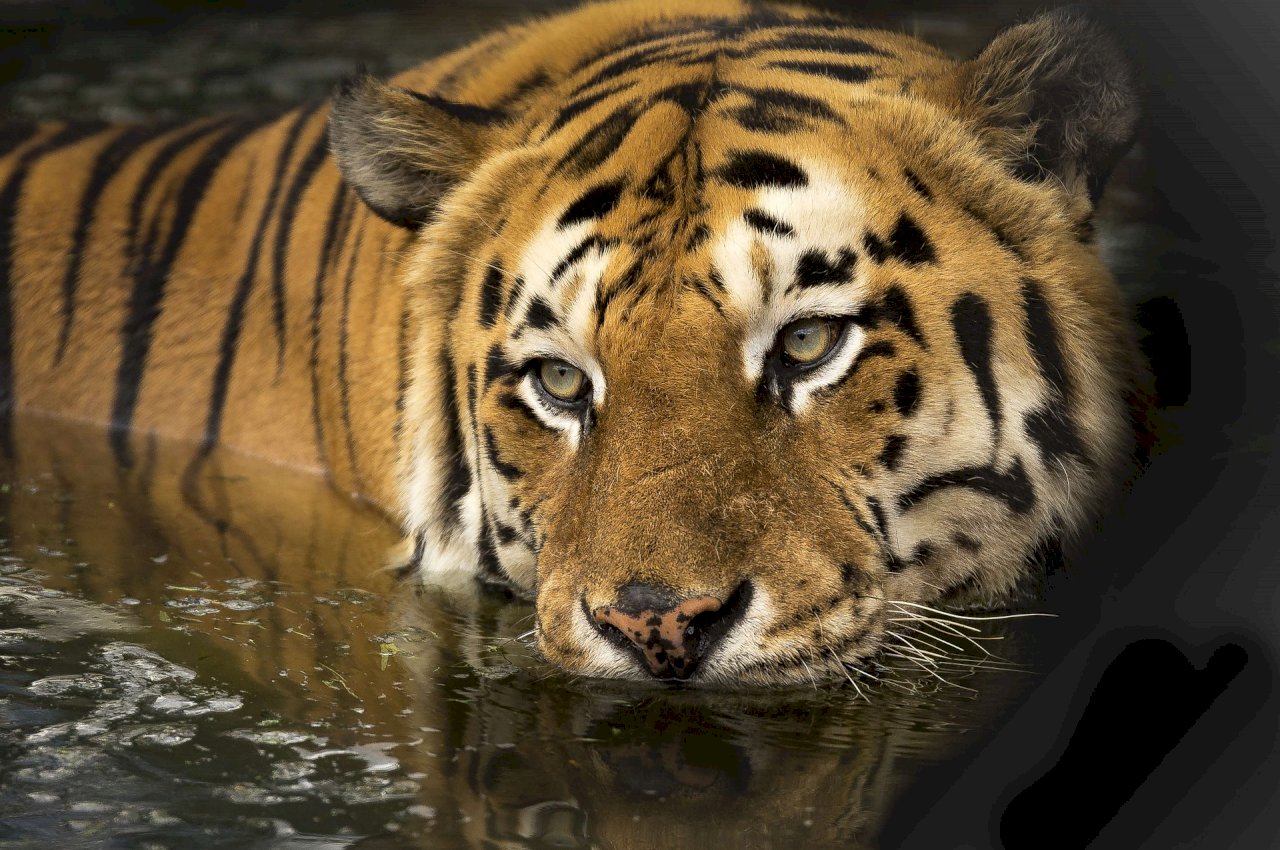 WWF：全球野生老虎數量有起色 仍面臨盜獵威脅