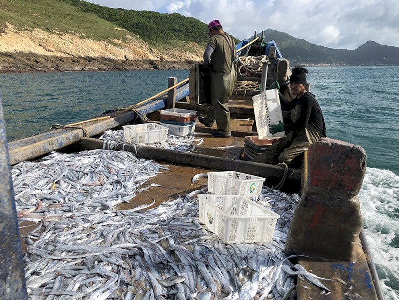 農委會：文旦沒滯銷 白帶魚產地價上漲逾8成