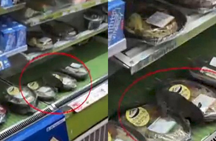 老鼠大鬧澀谷門市 日本超商公開致歉