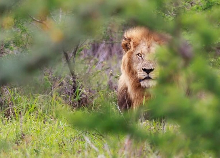 野生動物園獅群接連出走 南非居民人心惶惶
