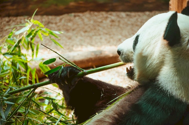 新一批熊貓赴美 中國與聖地牙哥動物園簽署協議