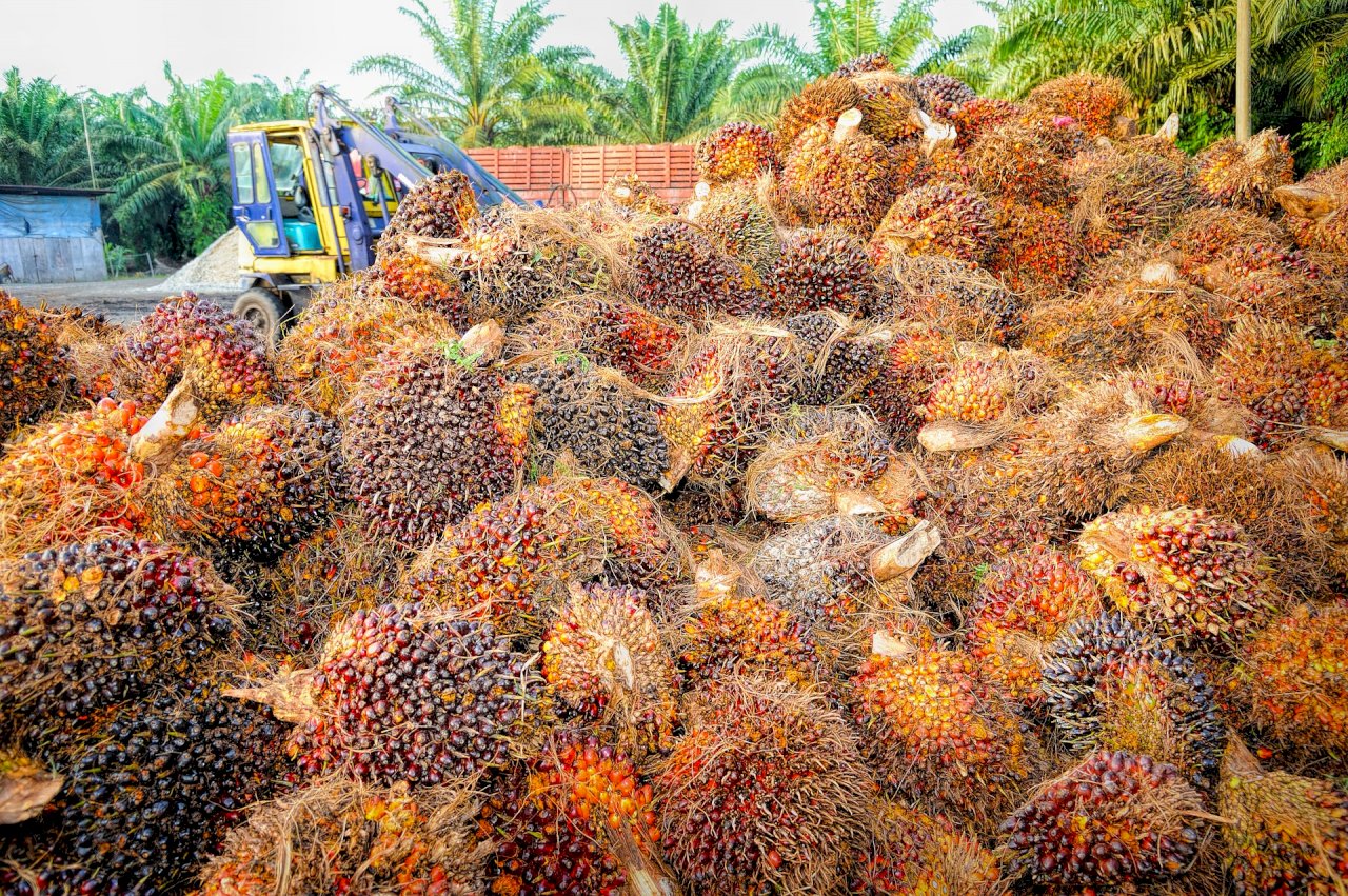 綠色棕櫚油救地球 違規企業將遭罰