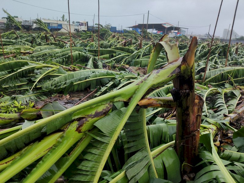 白鹿颱風全台農損逾2500萬 台東最嚴重