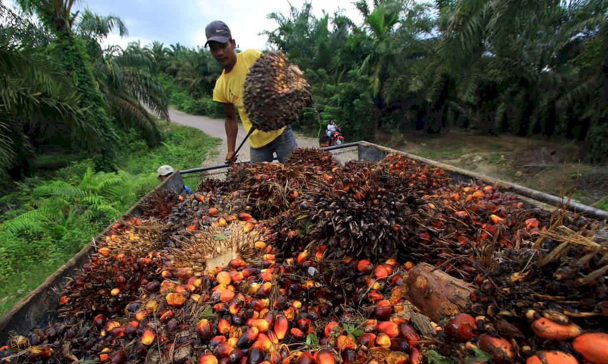 研究：過去8年 為生產棕櫚油犧牲婆羅洲39%林地