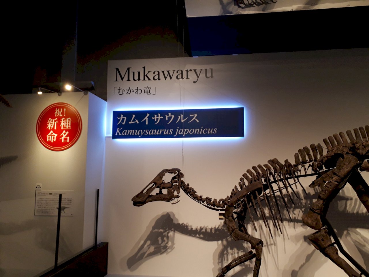 日本科學家發現新恐龍物種 罕見靠海棲息