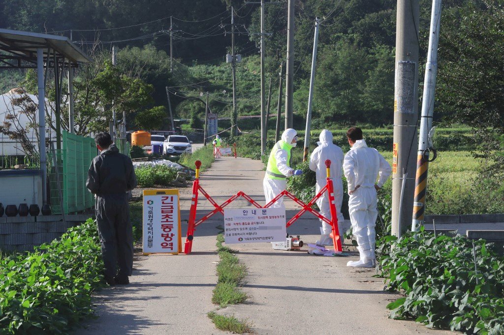 防非洲豬瘟越界 南韓軍方從空中消毒非軍事區