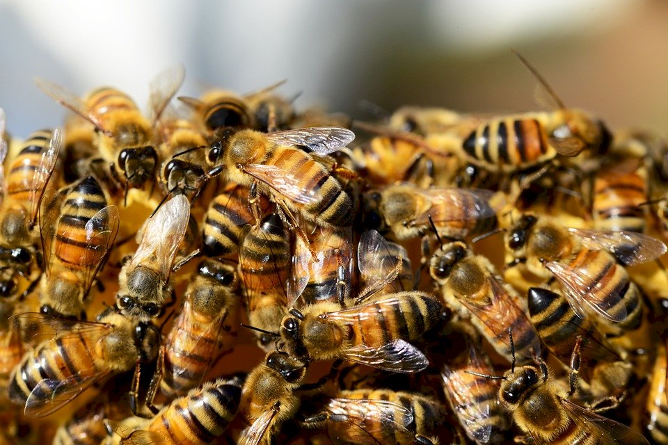 巴西3個月近5億隻蜜蜂 死於農藥中毒