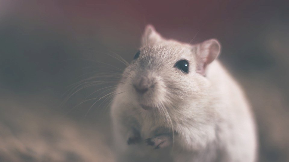 研究：太空旅行後 老鼠生出健康下一代