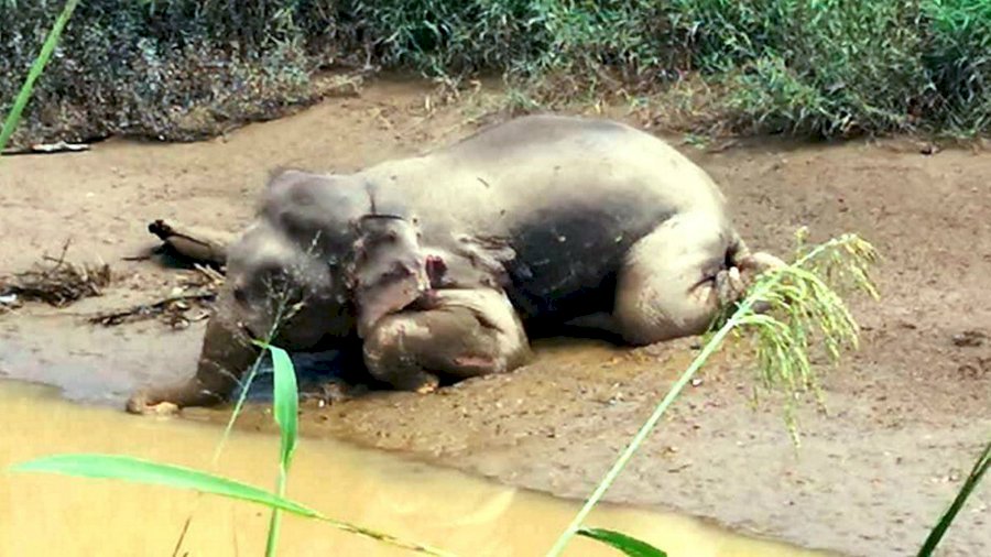 為盜象牙 瀕危婆羅洲侏儒象遭殘忍射殺70次