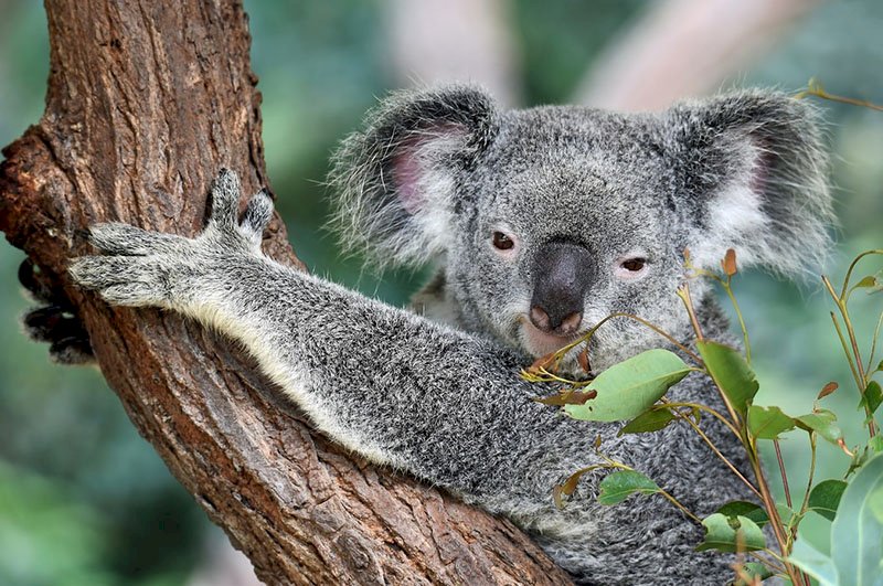 林木砍伐致大批無尾熊死亡 澳洲政府展開調查