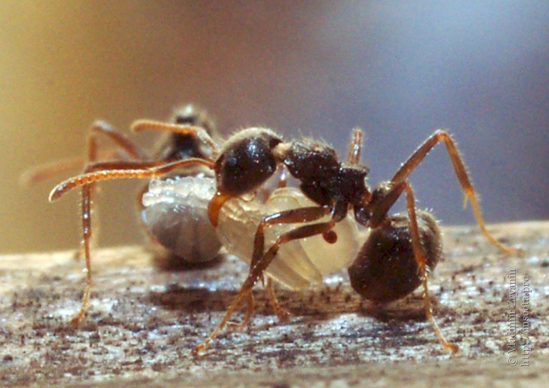 疣胸琉璃蟻擴散侵入居家 農委會、環保署聯手啟動防治