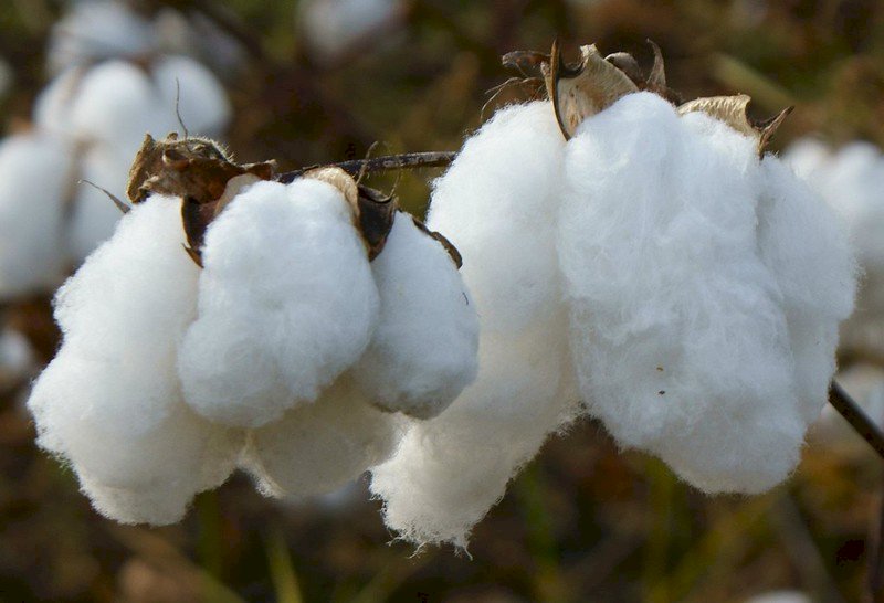 澳中貿易關係緊繃 中國對澳洲棉花下禁令