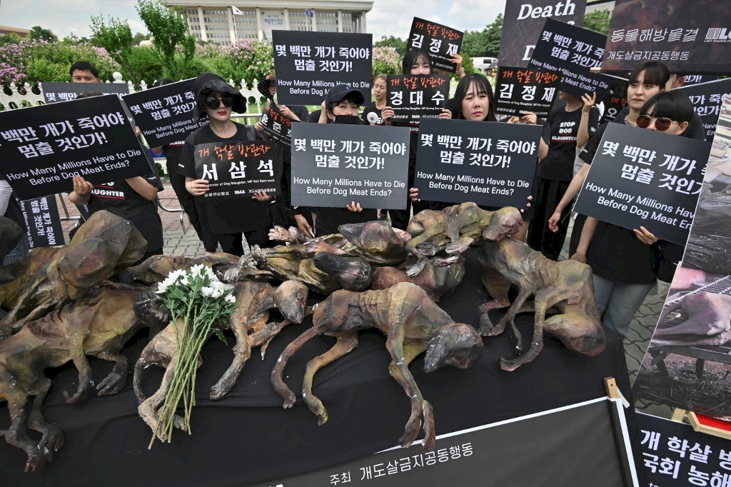 愛我別吃我 南韓國會表決禁食狗肉法案