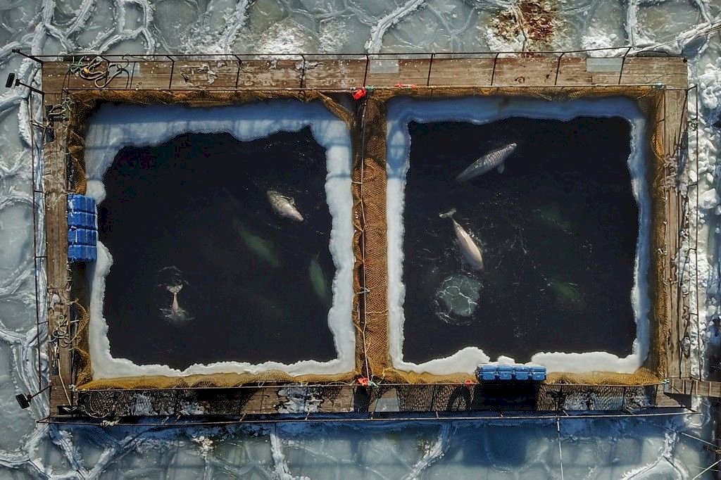 回歸大自然 俄國鯨魚監獄放生最後一批白鯨