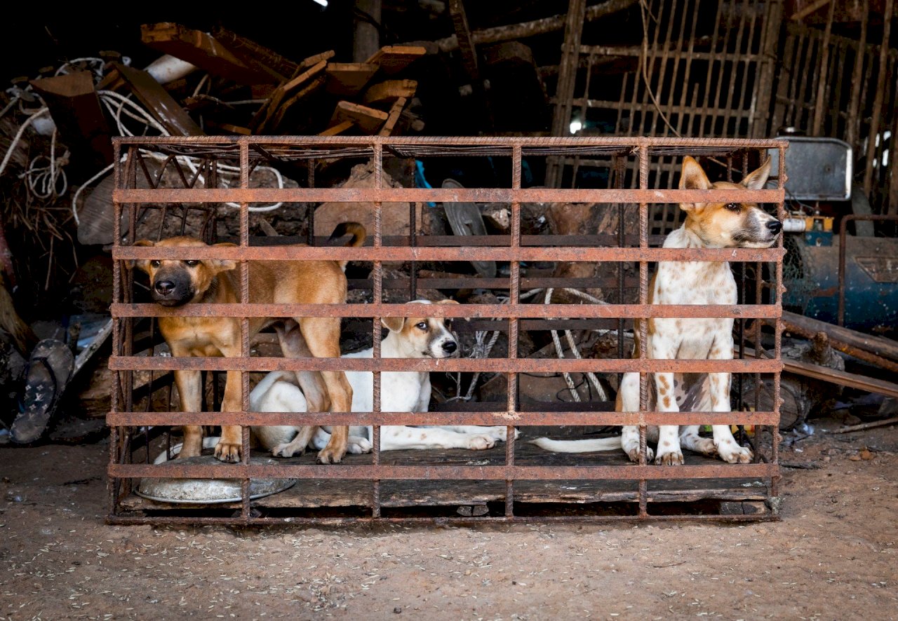 特稿：柬埔寨殘忍的狗肉交易