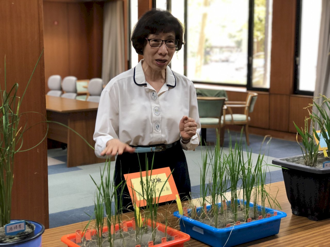 中研院發現改良水稻可抗劇烈氣候 登上國際期刊