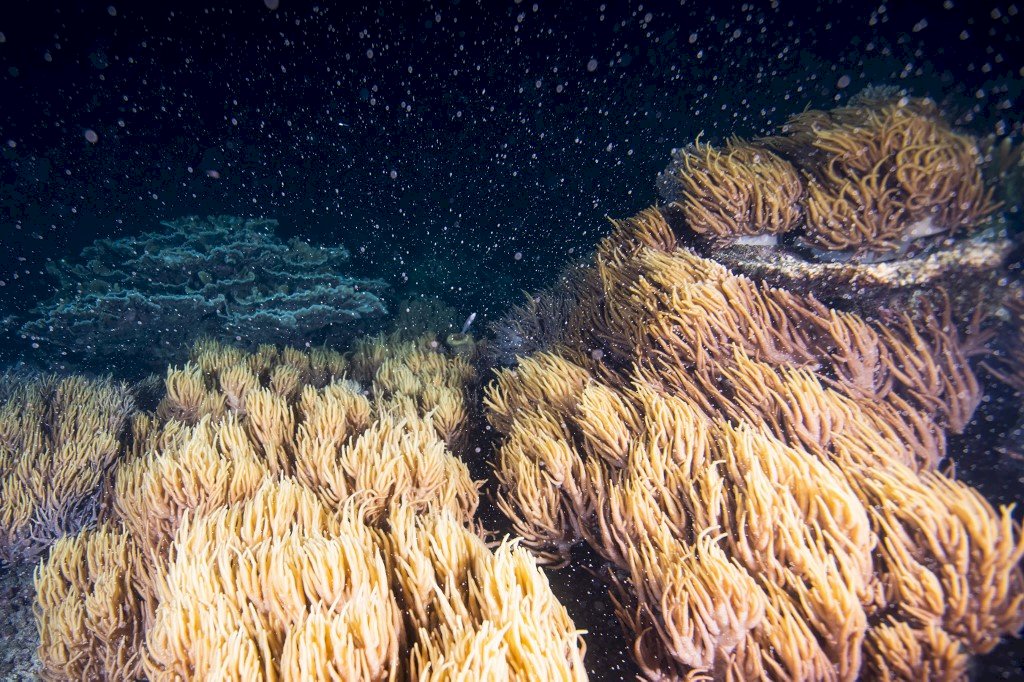 大堡礁珊瑚產卵 專家：近年最大規模