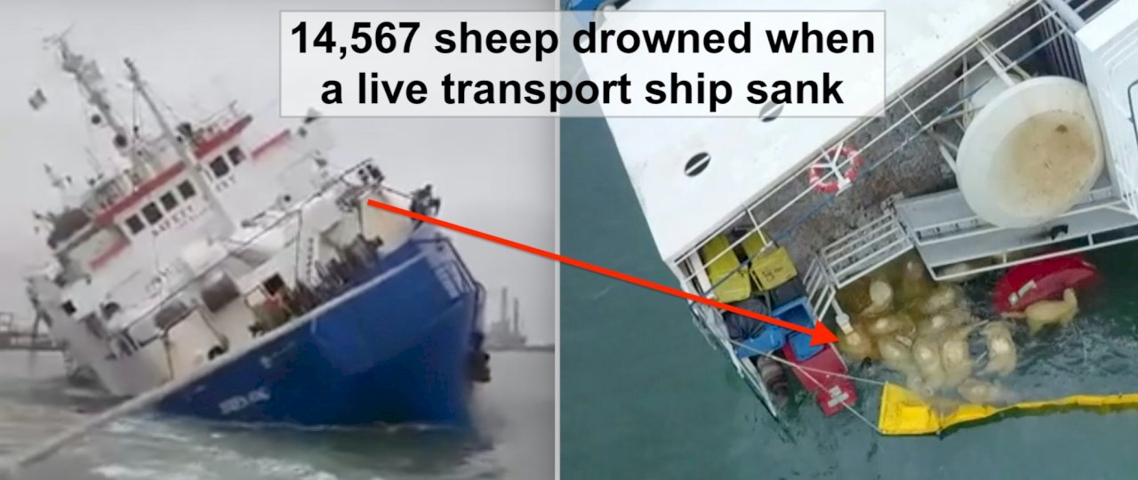 羅馬尼亞「綿羊船」黑海翻覆 1萬餘頭無辜羊隻恐葬身海底