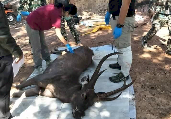 誤食7公斤垃圾 泰國10歲野鹿慘死國家公園