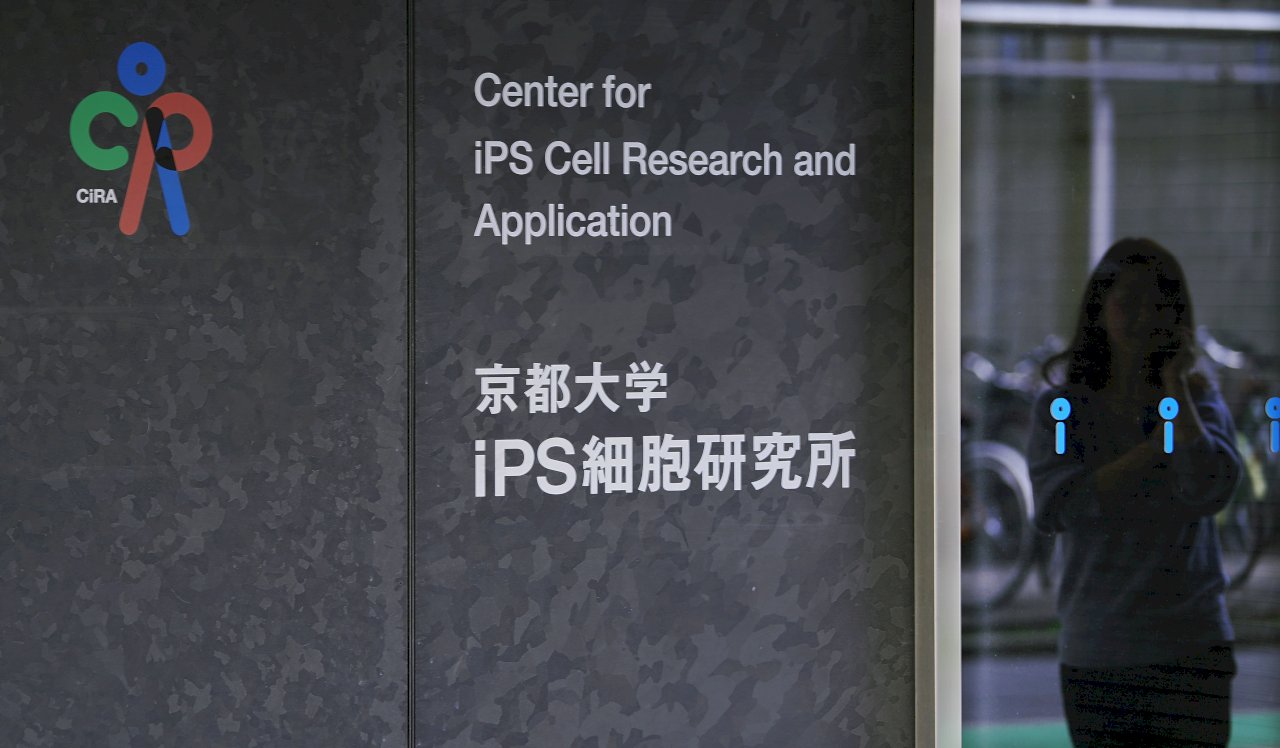 iPS細胞再生軟骨 京大申請臨床研究