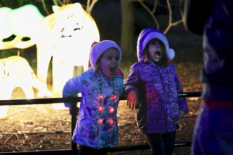 華府動物園燈光秀開幕 濃厚節慶味吸引大批民眾