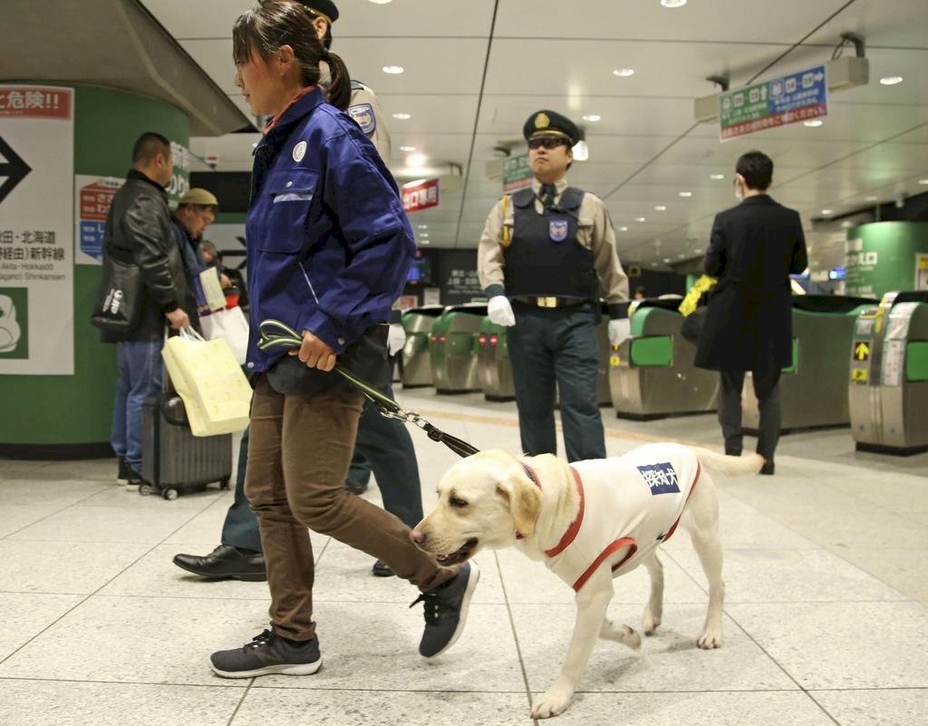 2020東奧安全第一 偵查犬加入東京反恐演習