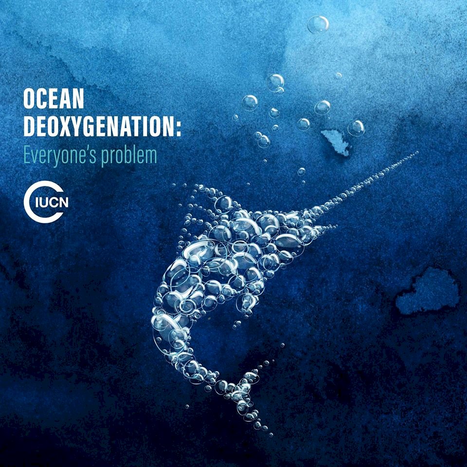 國際保育團體：海洋含氧量降低危及海中生物