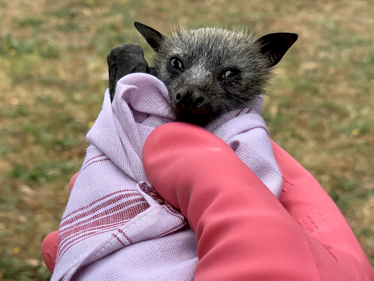 生態災難 澳洲野火致數千隻小狐蝠餓死