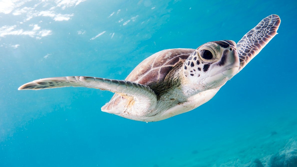 海龜背感測器 大幅提升海水溫度長期預測精確度