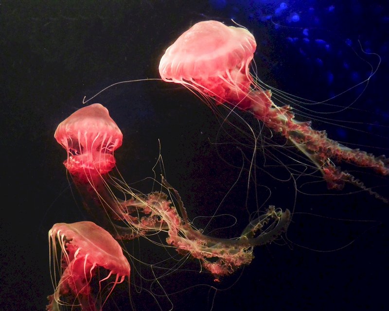 海中大紅牡丹 海生館成功復育黑海刺水母