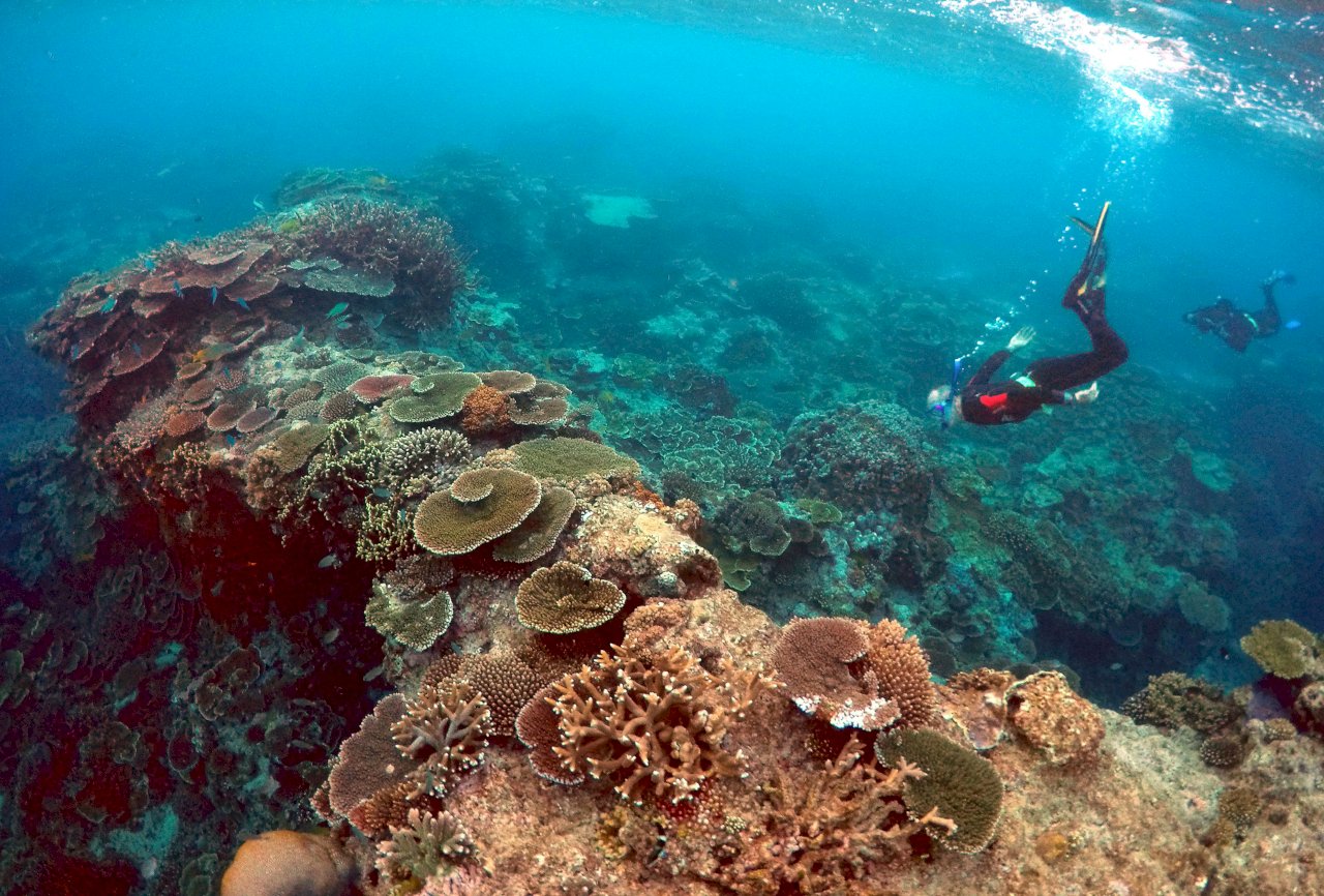 氣候暖化不止 澳洲大堡礁恐失去復原能力