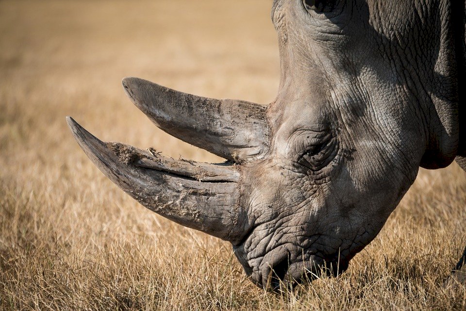 南非：去年犀牛盜獵下降23%