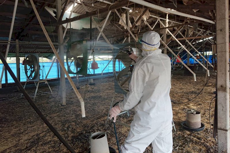 台南土雞場傳H5N1禽流感   撲殺1萬8千隻