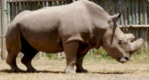 全球最長壽犀牛壽終正寢 享壽57歲