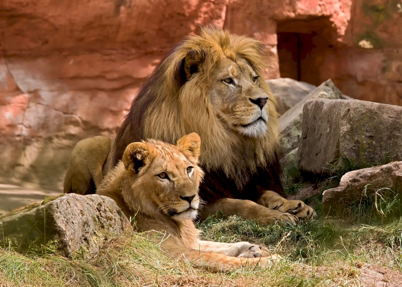 南非休閒農場8獅子遭盜獵肢解 警方調查
