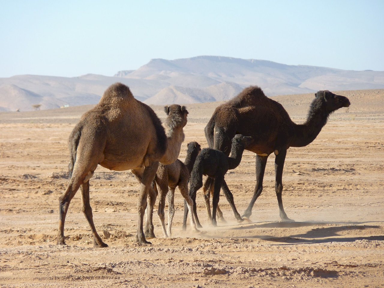 乾旱下保護水源 澳洲將撲殺1萬頭駱駝