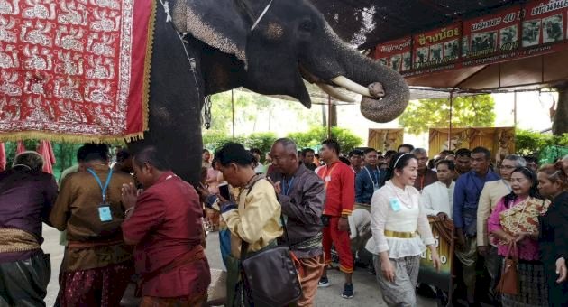 泰國大象沉默遊行 為澳洲野火受災動物祈福