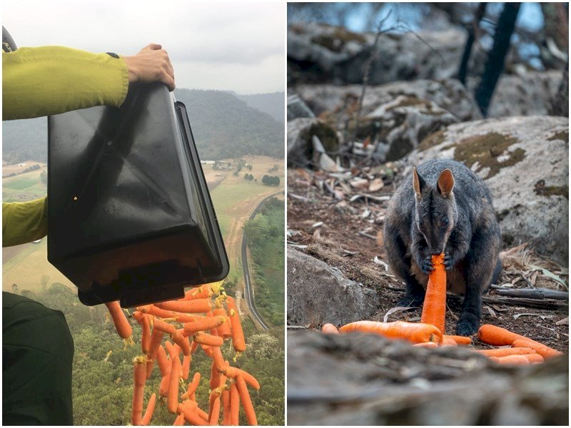 暖化助長野火破壞棲地 澳洲空投糧食救野生動物