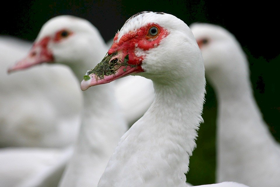 烏克蘭出現3年來首例H5禽流感