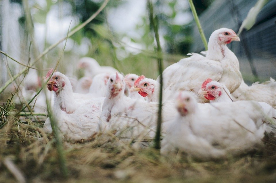 斯洛伐克出現第二起H5N8禽流感疫情