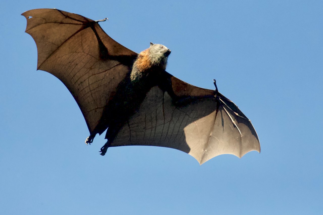 武漢肺炎疫情蔓延 蝙蝠餐在印尼仍熱賣