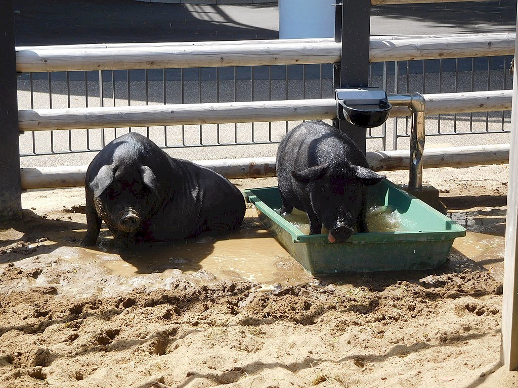 豬瘟疫情持續 日本沖繩阿古豬赴離島避難