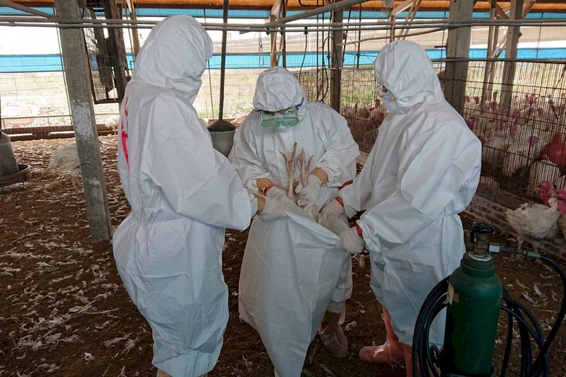 禽流感國內不使用疫苗卻頻走私 農委會：滅毒不全反易散播