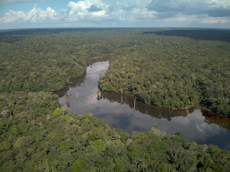 報告：人類為農牧需求砍伐熱帶森林 近7成違法