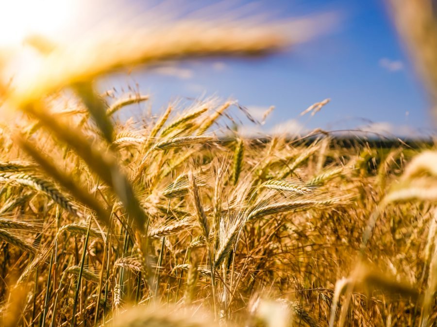 強化糧食安全 中國撥款逾3億美元加強小麥種植