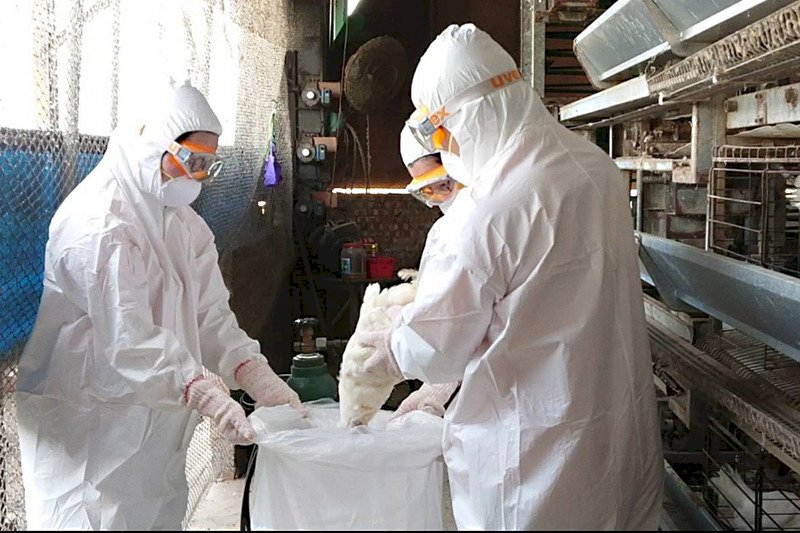 台南鹽水傳禽流感  雞場撲殺逾8600隻