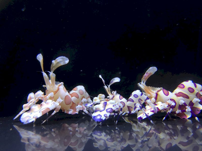 水中「蝴蝶藍」  水試所培育靛藍色油彩蠟膜蝦