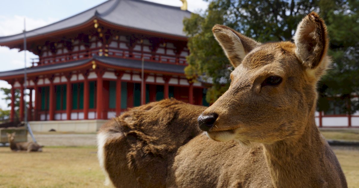 日本奈良鹿趴趴走 保育團體：應跟鹿餅無關