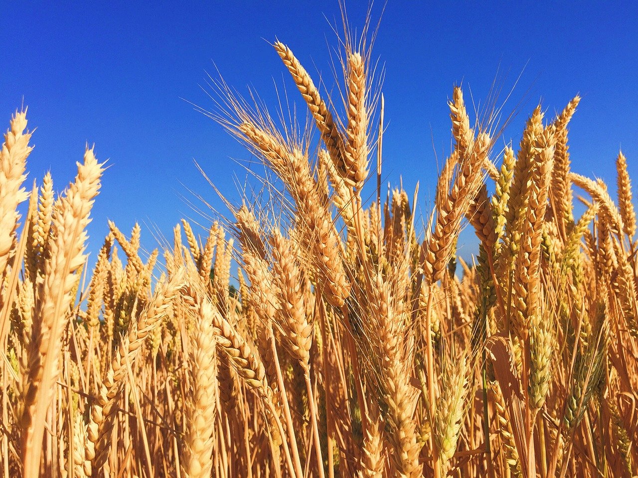 大麥被中國徵收高額關稅 澳洲進擊至世貿要求調查
