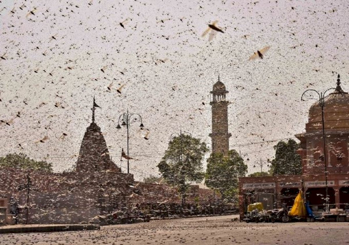 印度蝗蟲大軍移動 多省採購抗蝗設施嚴陣以待